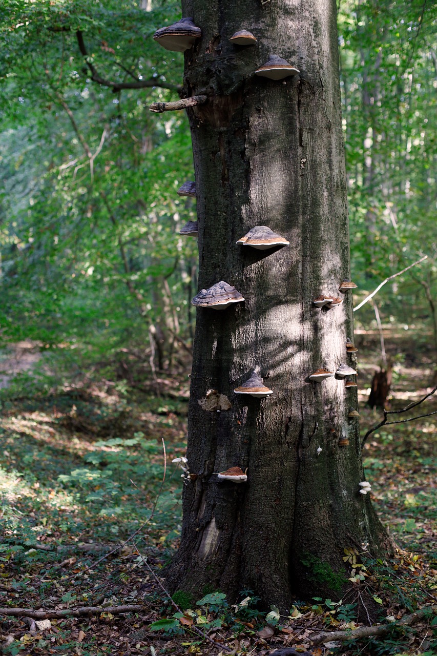 mushroom  log  tree fungus free photo
