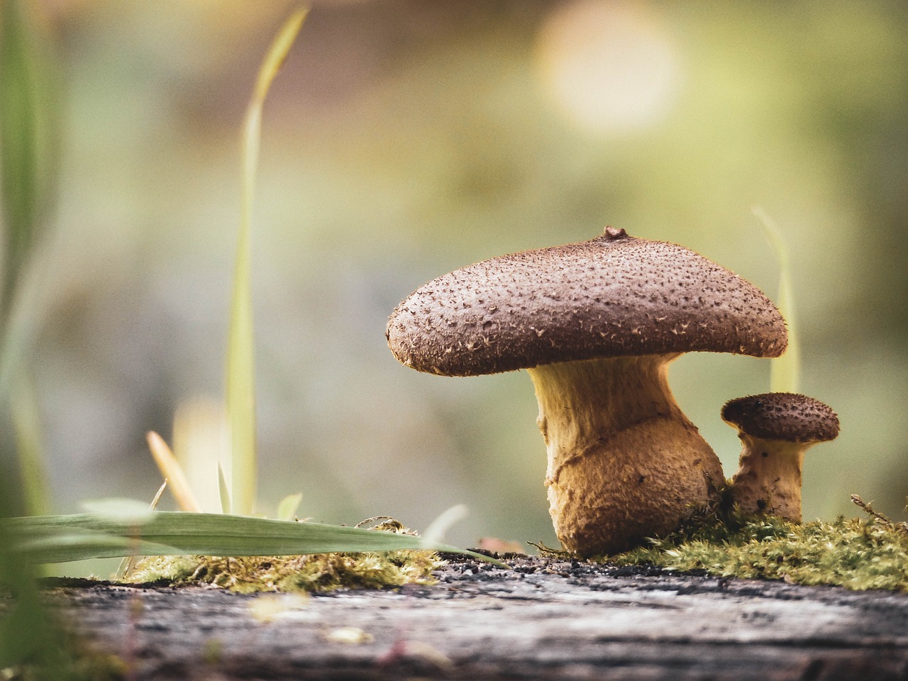 mushroom  autumn  nature free photo