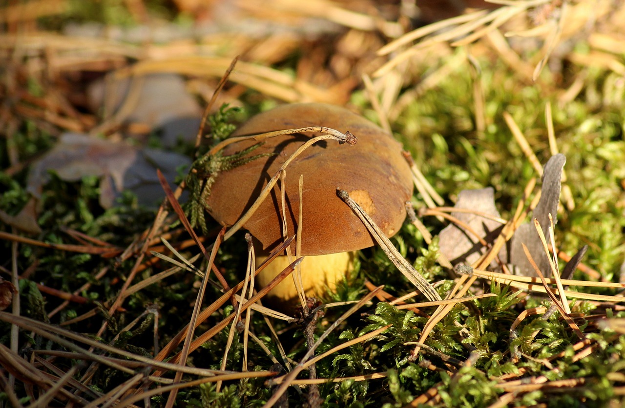 mushroom  forest  mushrooms free photo