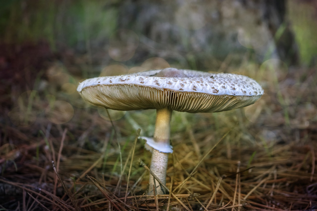 mushroom  forest  autumn free photo