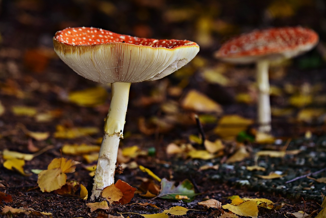 mushroom  fly amanita  fungus free photo