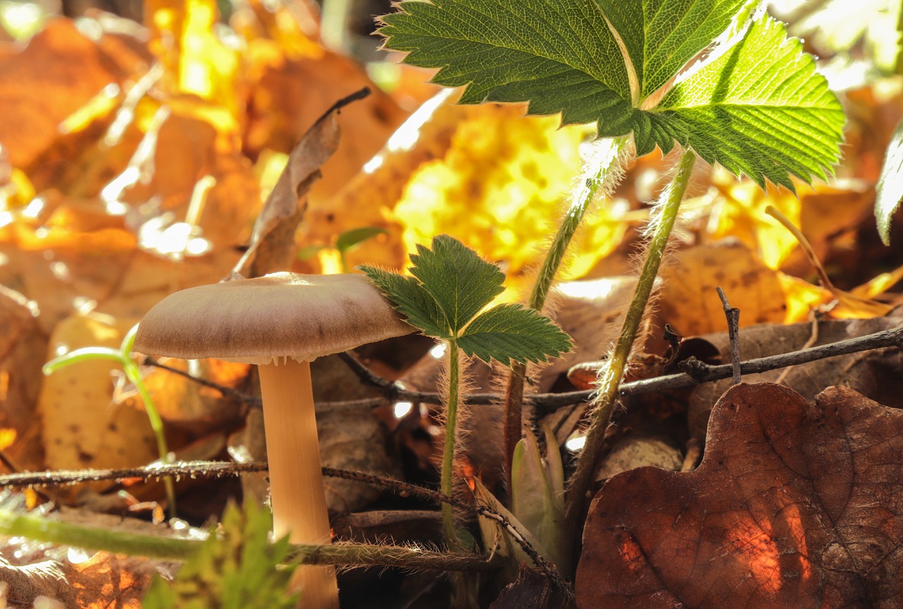 mushroom  autumn  leaflet free photo