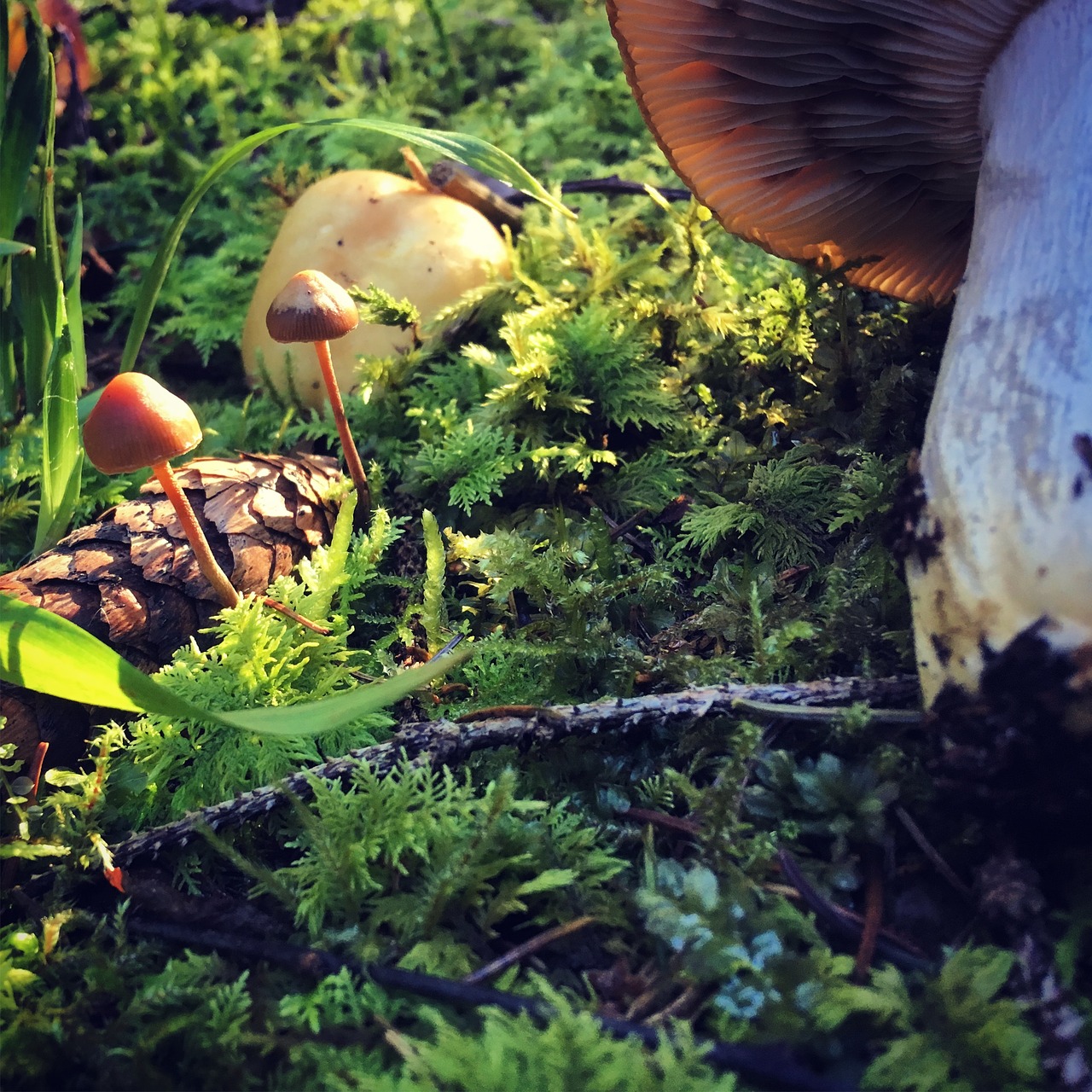 mushroom  autumn  mushrooms free photo