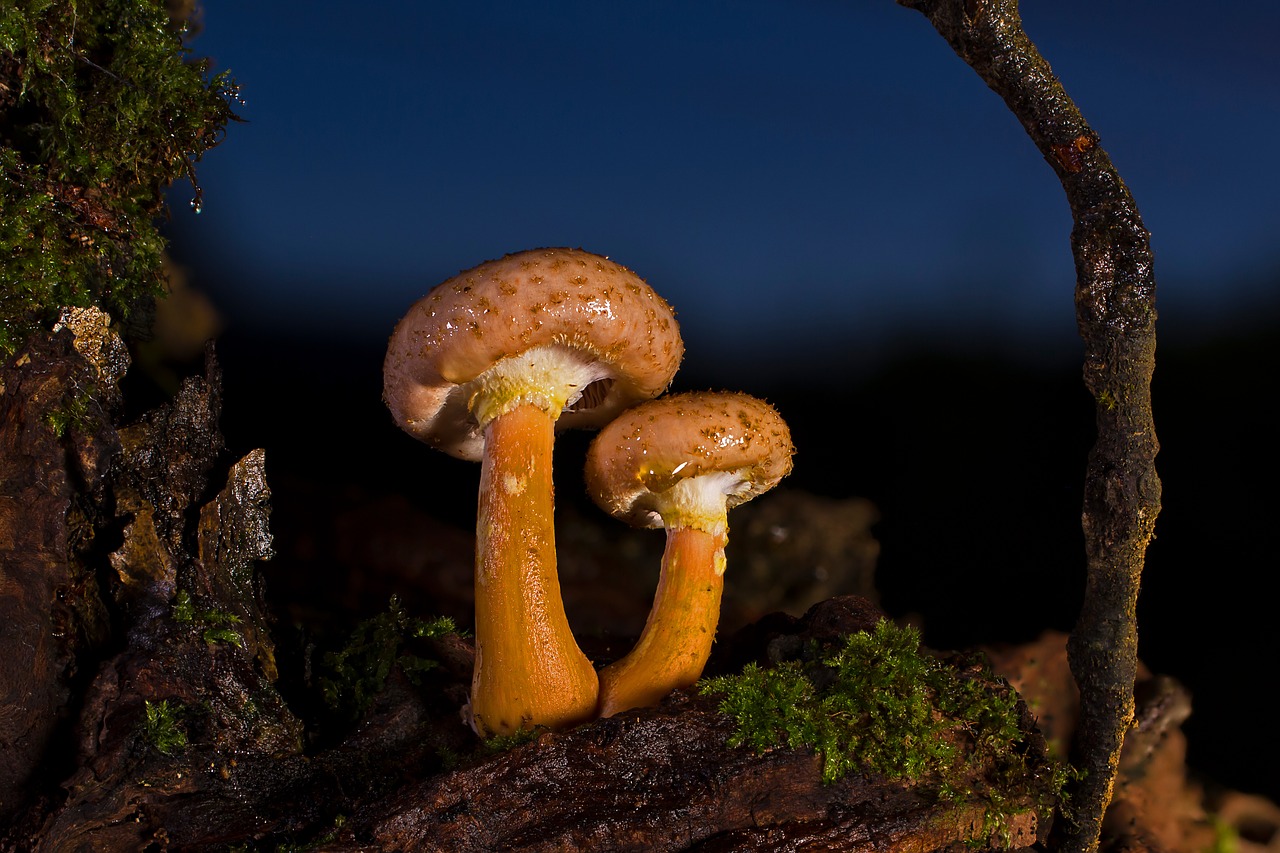 mushroom  armillaria mellea  forest mushroom free photo