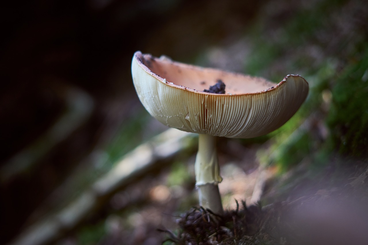 mushroom  lamellar  autumn free photo