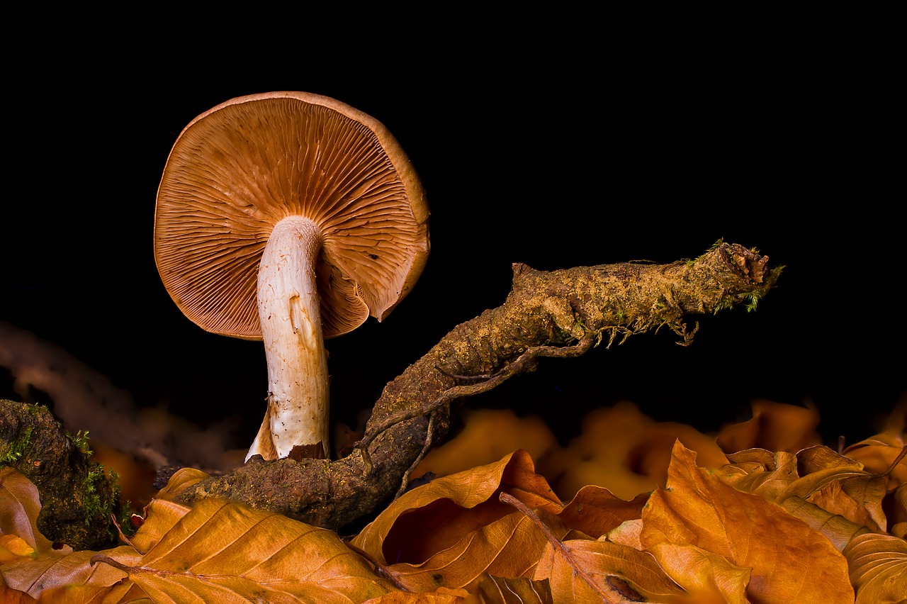 mushroom  disc fungus  forest mushroom free photo