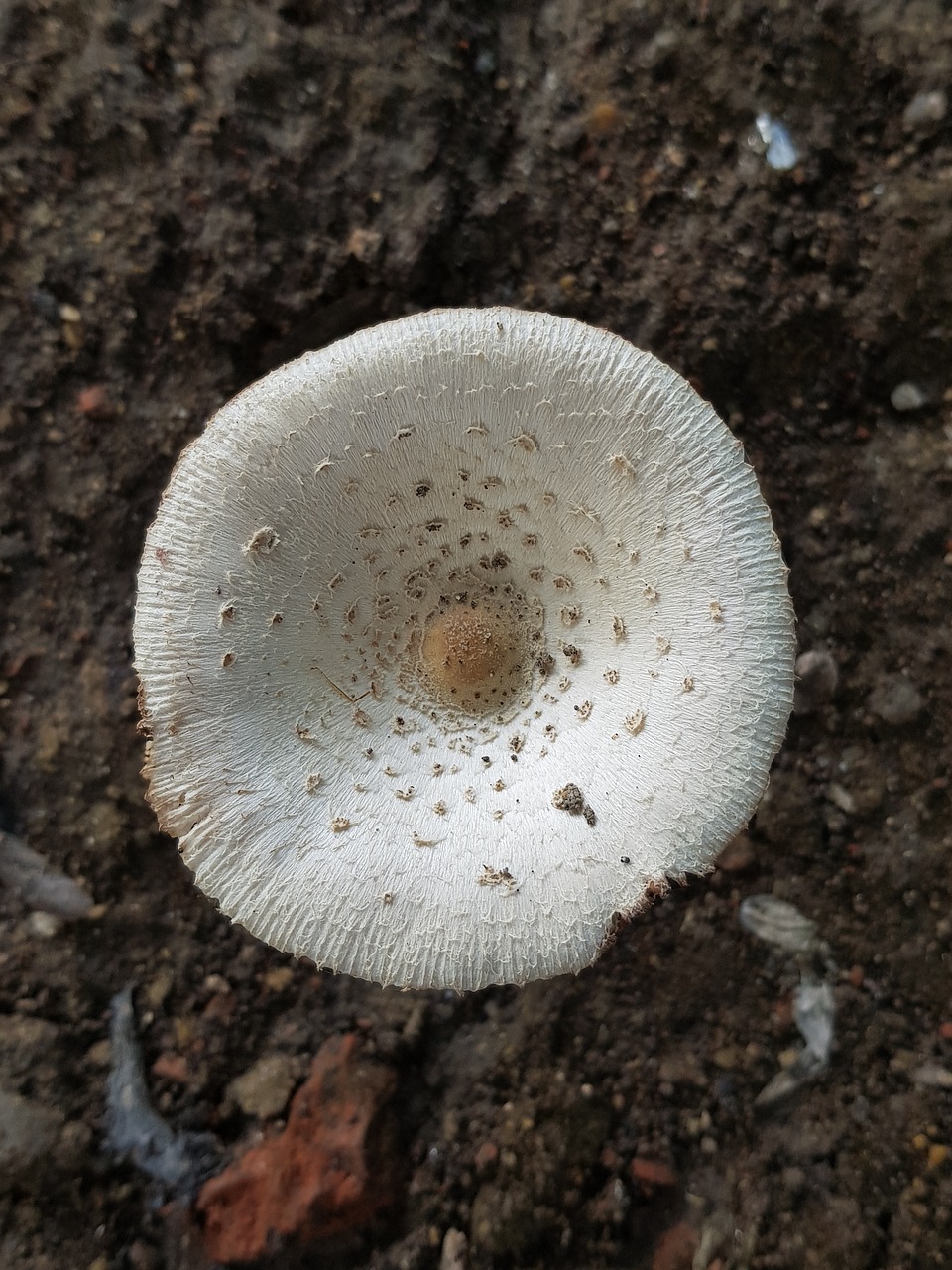 mushroom  white  earthy free photo