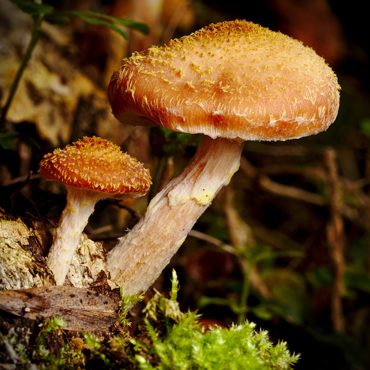 mushroom  forest  close free photo