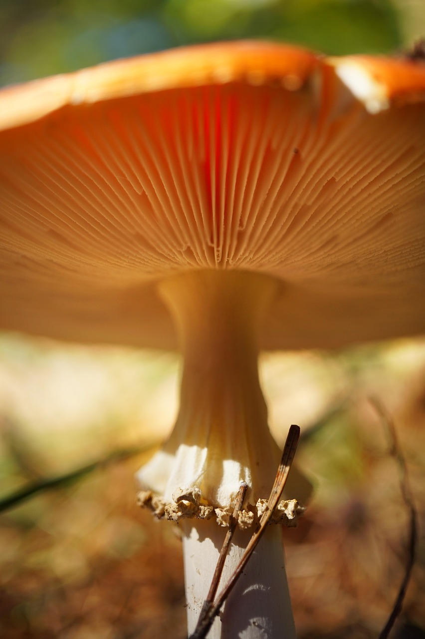 mushroom  nature  autumn free photo