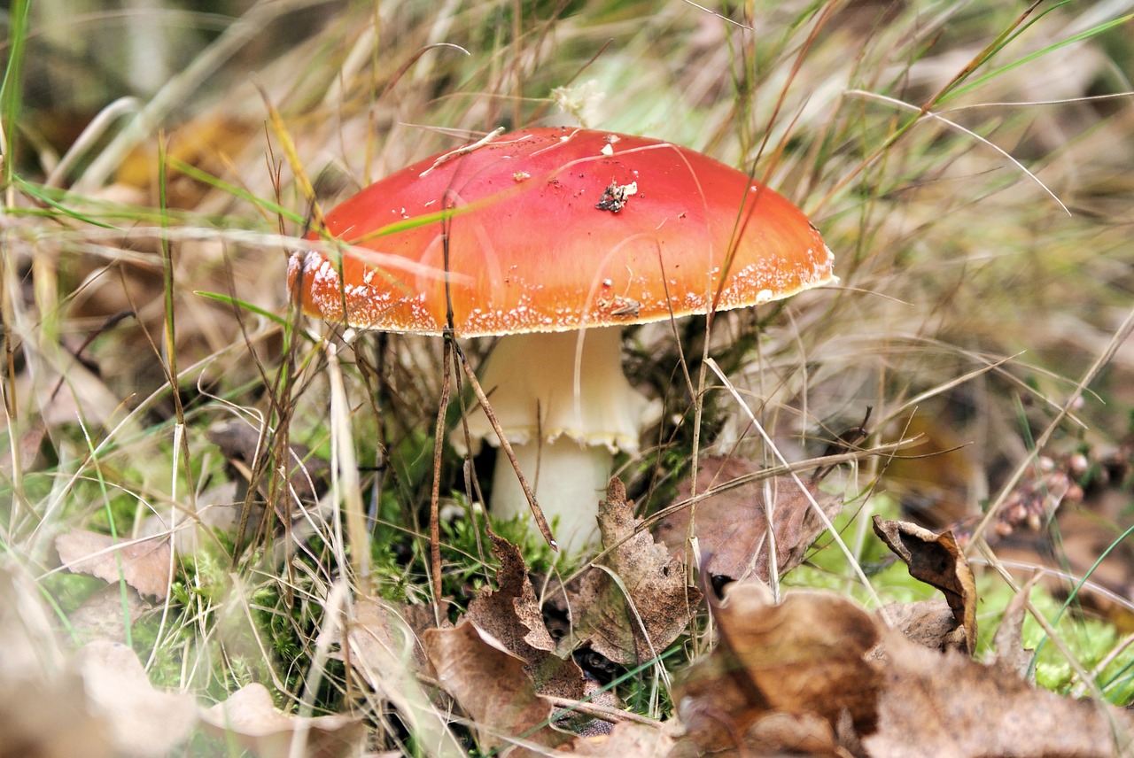 mushroom  forest  red free photo