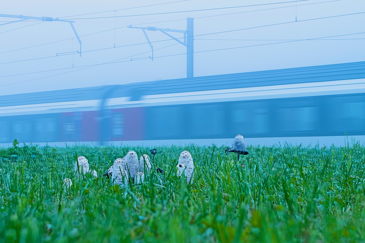 mushroom  schopf comatus  autumn free photo