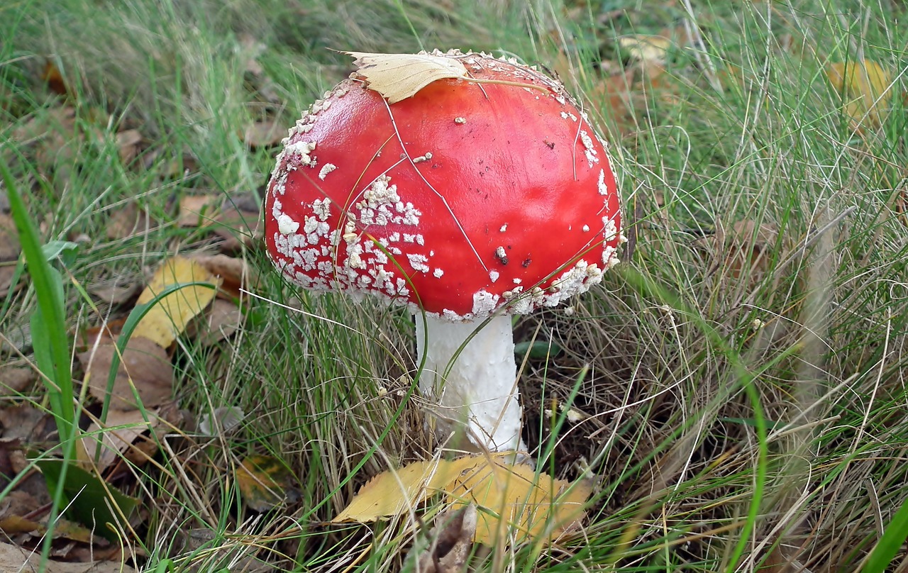 mushroom  amanita  fleece free photo