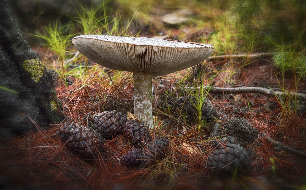 mushroom  floor of the forest  hat free photo