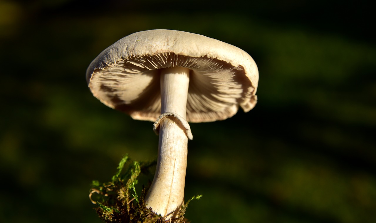 mushroom  meadow mushroom  lamellar free photo