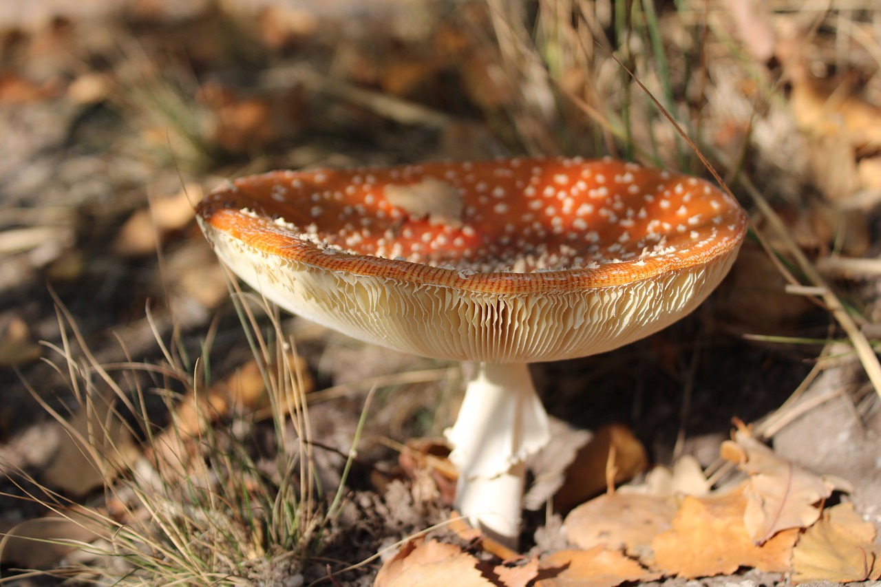 mushroom  nature  toxic free photo