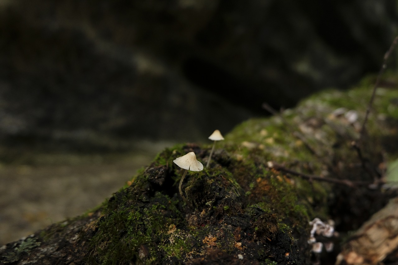 mushroom  green  natural free photo