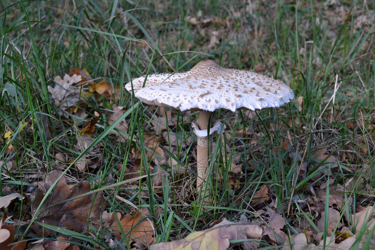 mushroom  grass  forest free photo