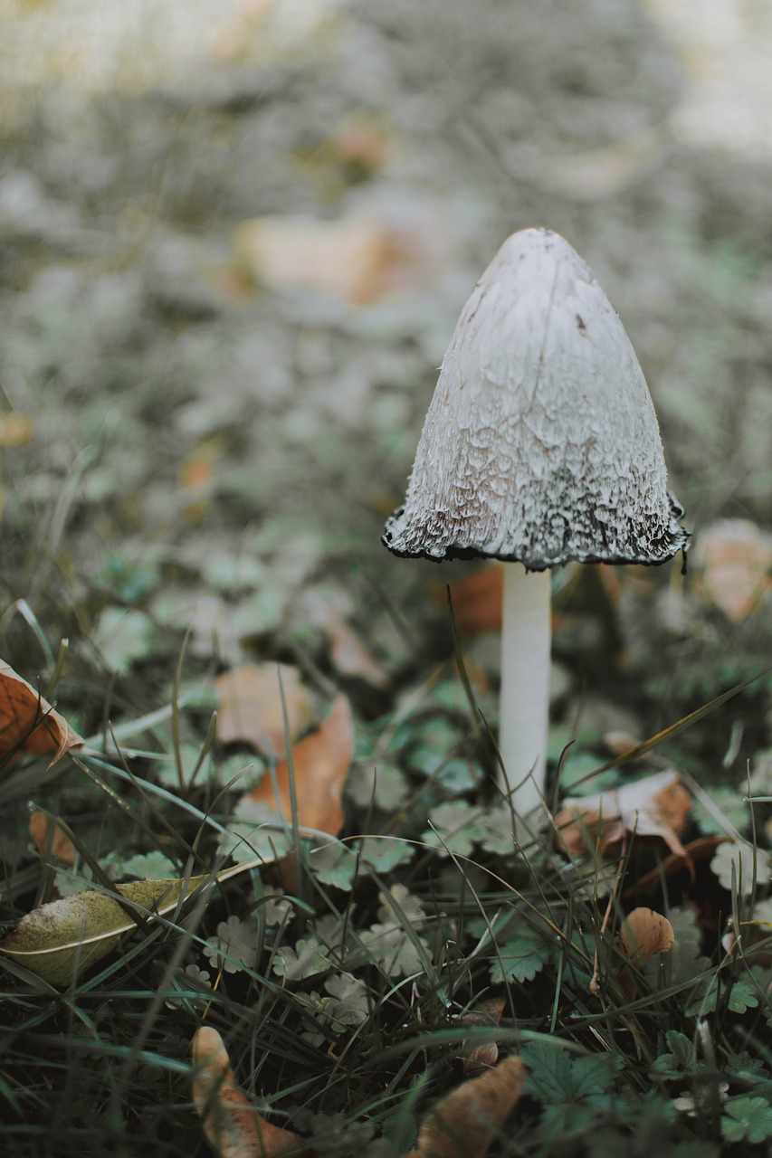 mushroom  nature  autumn free photo