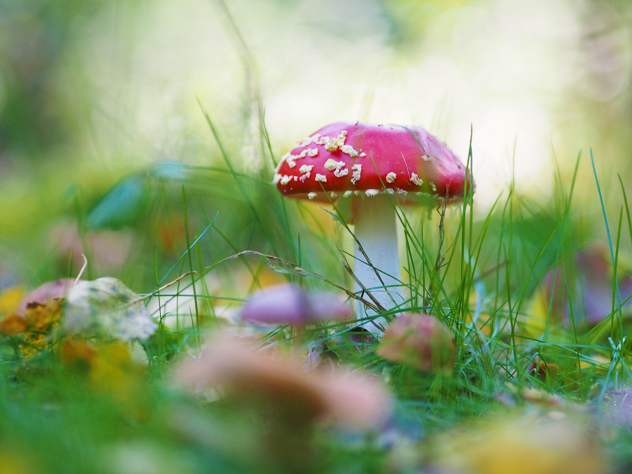 mushroom  fly agaric  red free photo