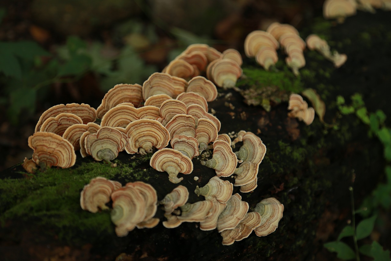 mushroom  nature  plants free photo