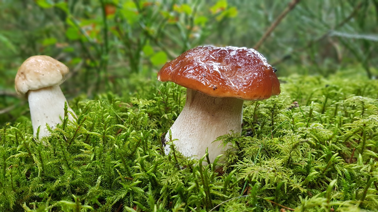 mushroom  mushrooms  cep free photo