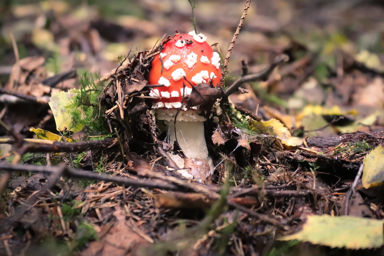 mushroom  fly agaric  autumn free photo