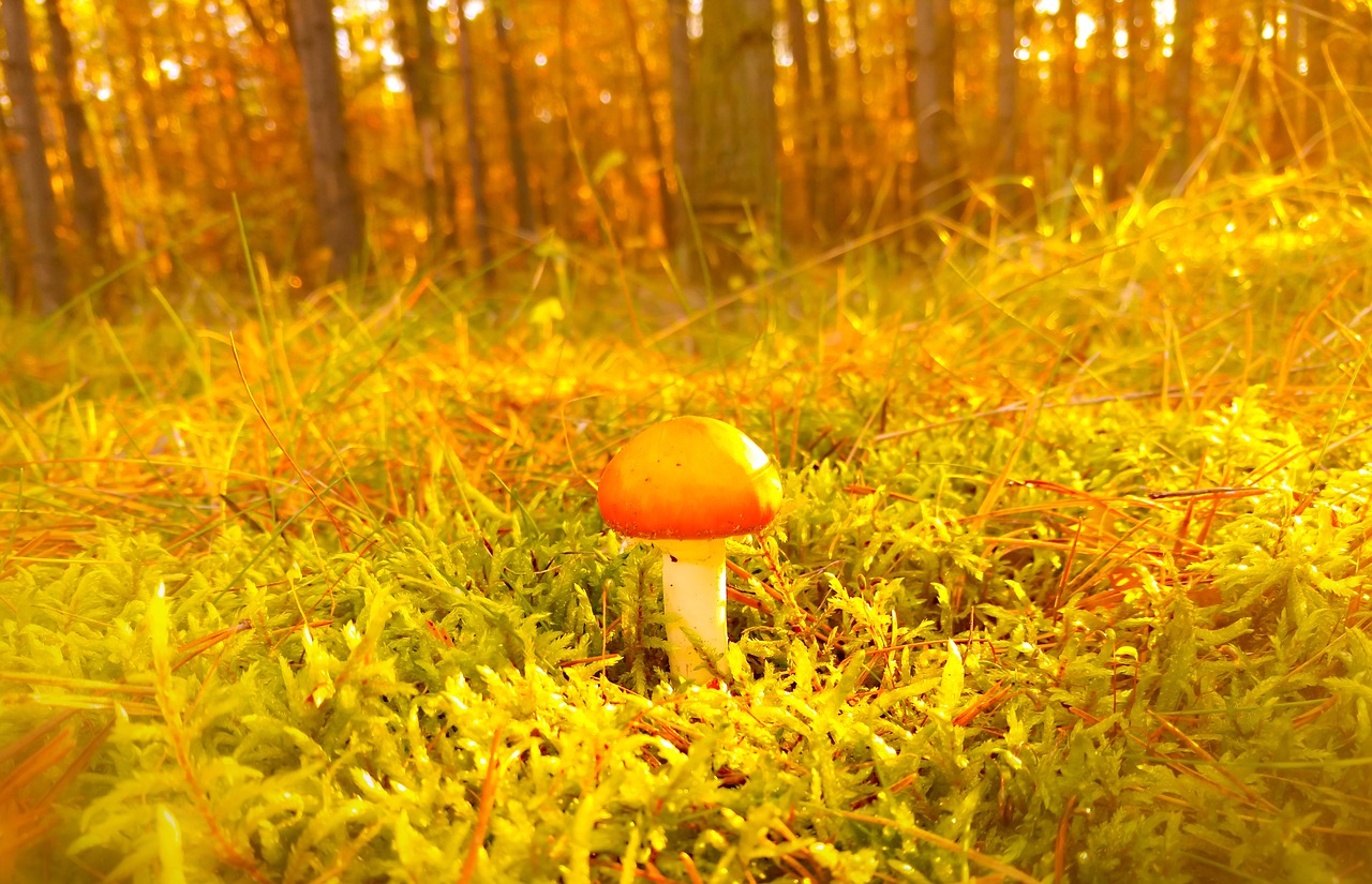 mushroom  moss  forest free photo