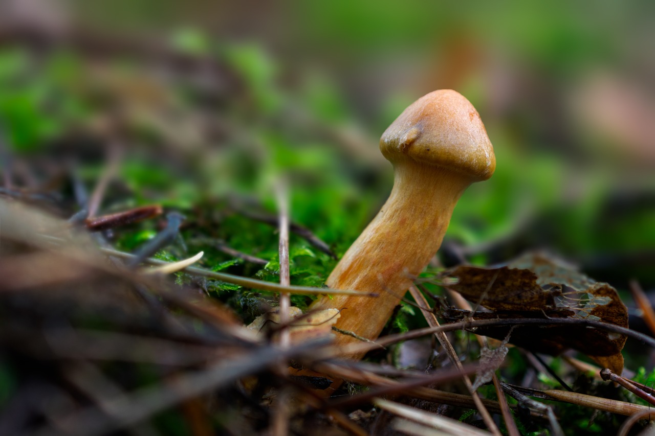 mushroom  autumn  nature free photo