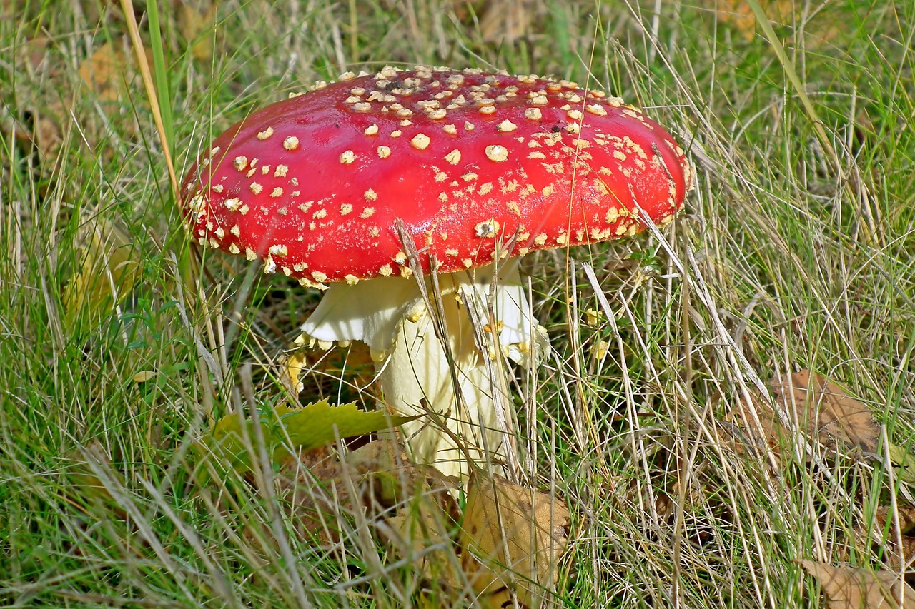 mushroom  amanita  red free photo