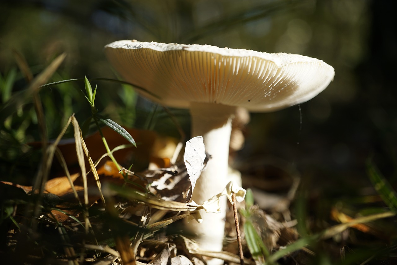 mushroom  autumn  moss free photo