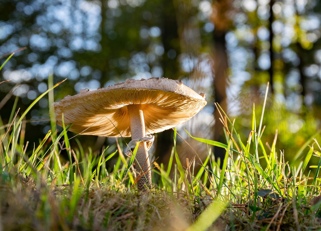mushroom  meadow  forest floor free photo