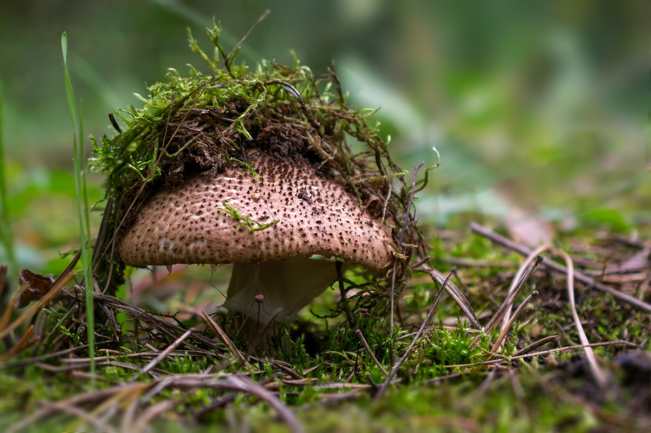 mushroom  forest  mushroom caps free photo