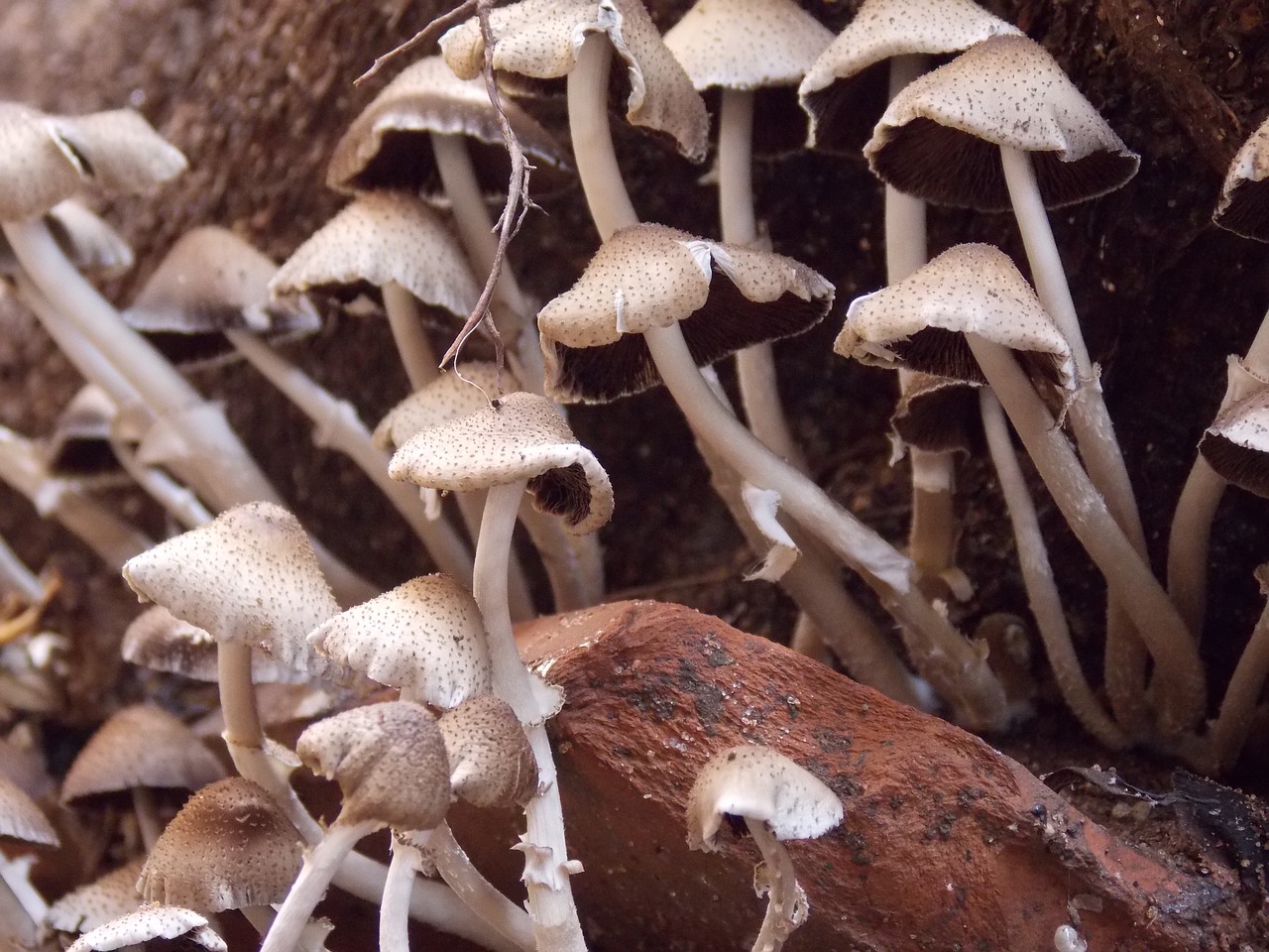 mushroom  nature  toxic free photo