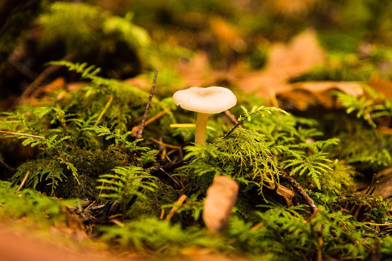 mushroom  forest  fall free photo
