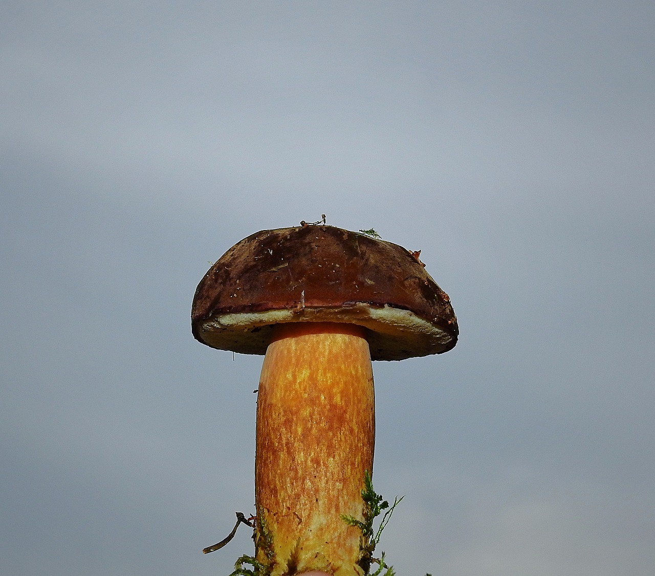 mushroom  nature  autumn free photo