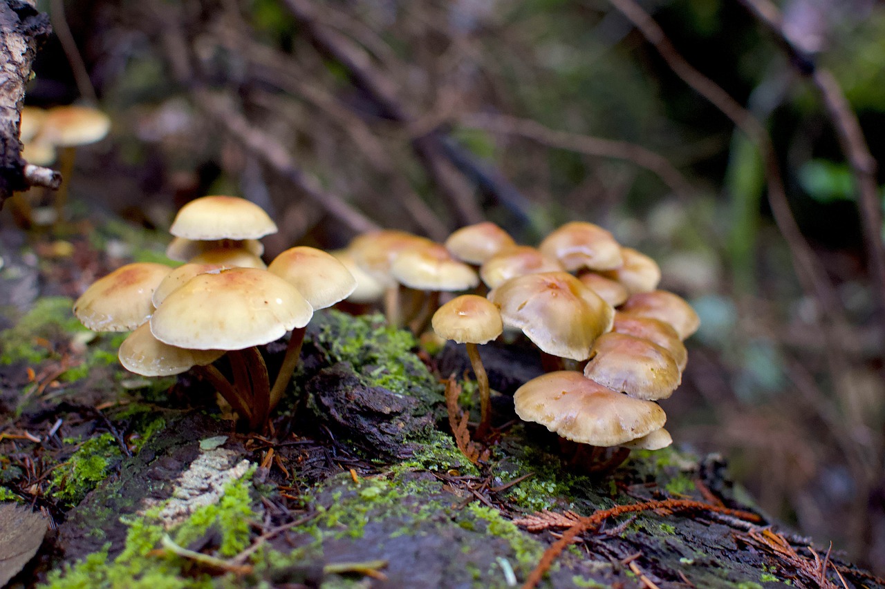 mushroom  fungi  forest free photo