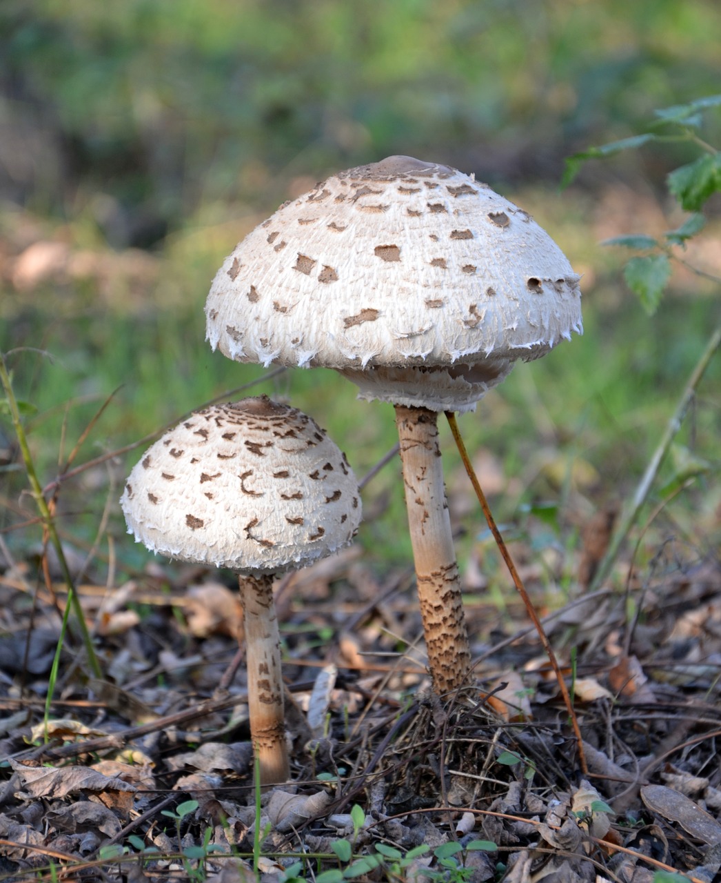 mushroom  parasol  nature free photo