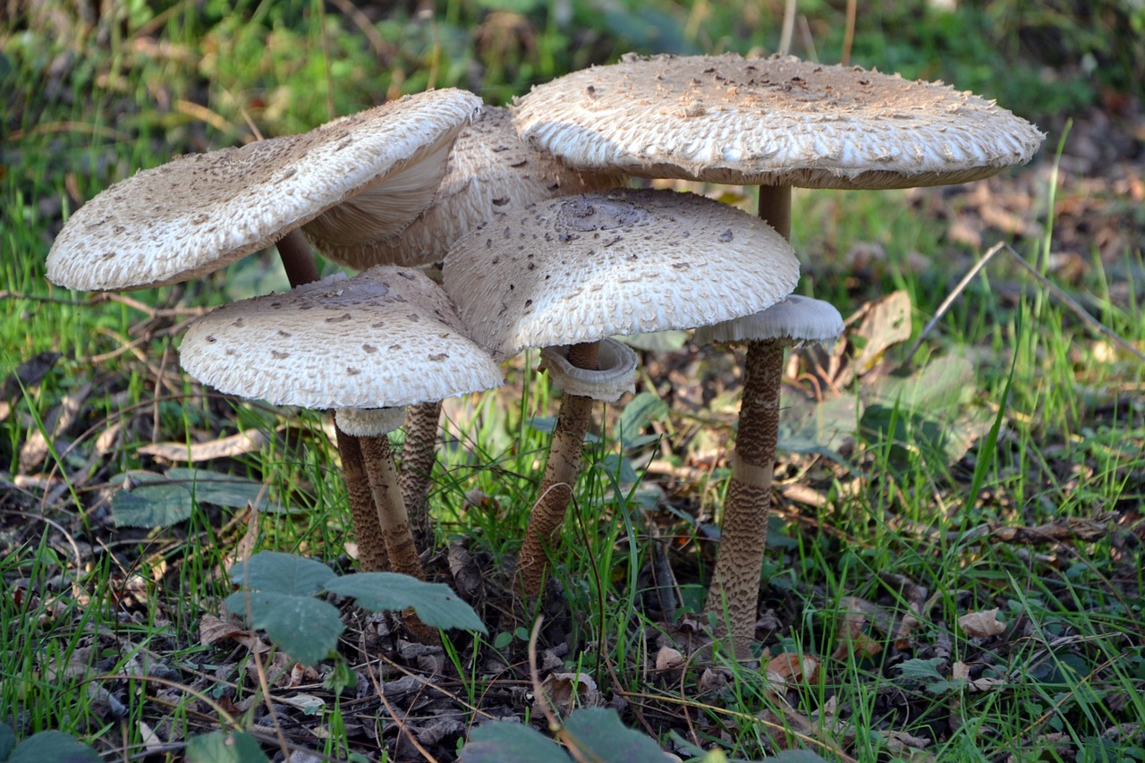 mushroom  parasol  nature free photo