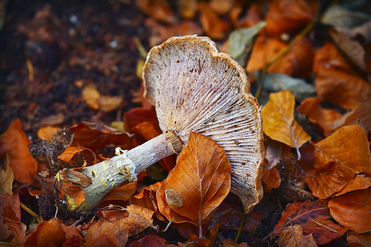 mushroom  toadstool  stem free photo