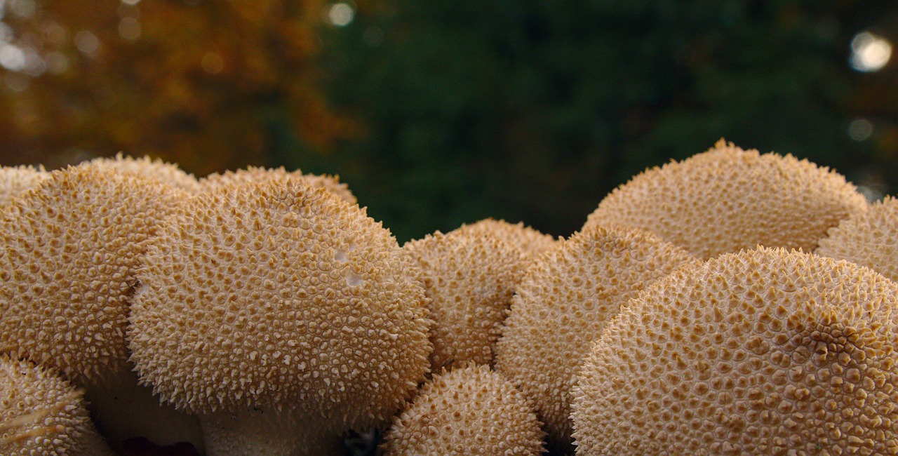 mushroom  mushrooms  autumn free photo