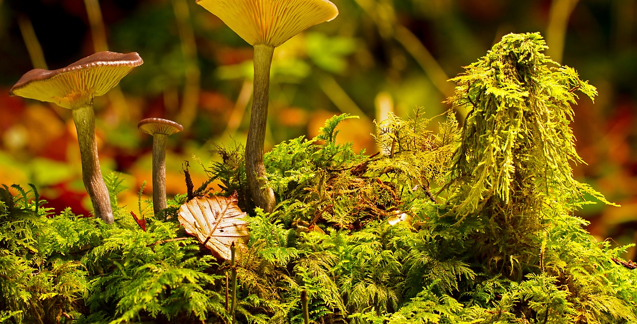 mushroom  moss  mushrooms free photo