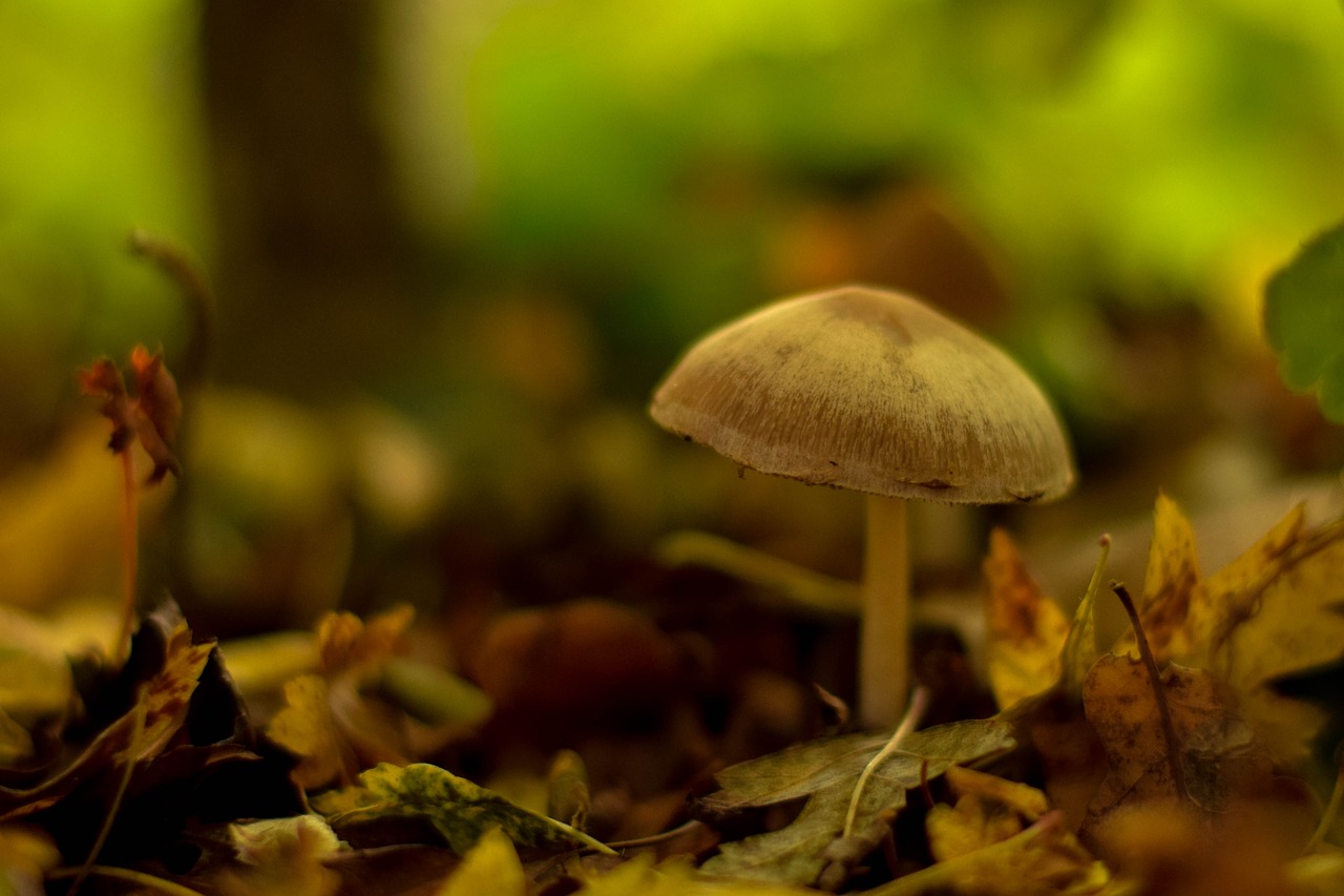 mushroom  autumn  flocked free photo