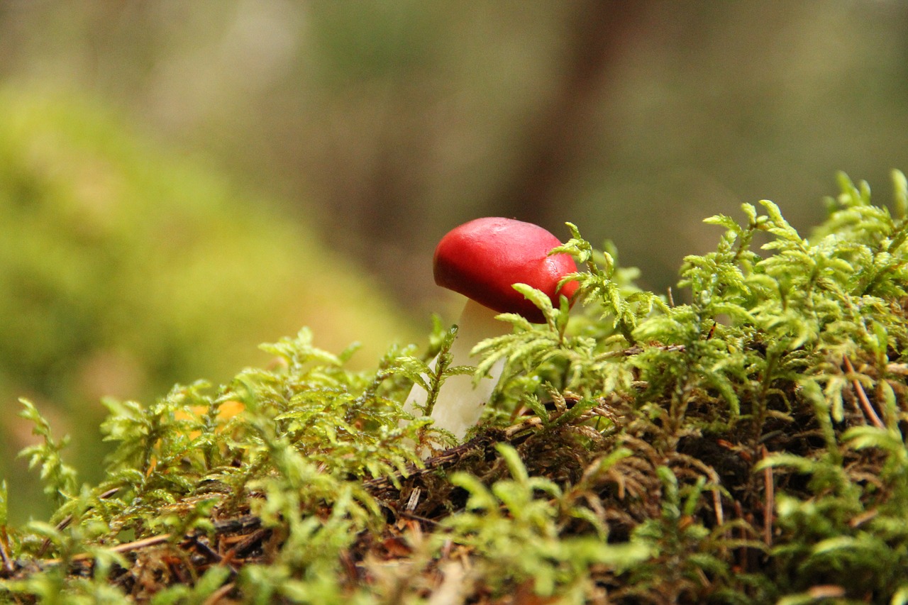 mushroom  forest  moss free photo