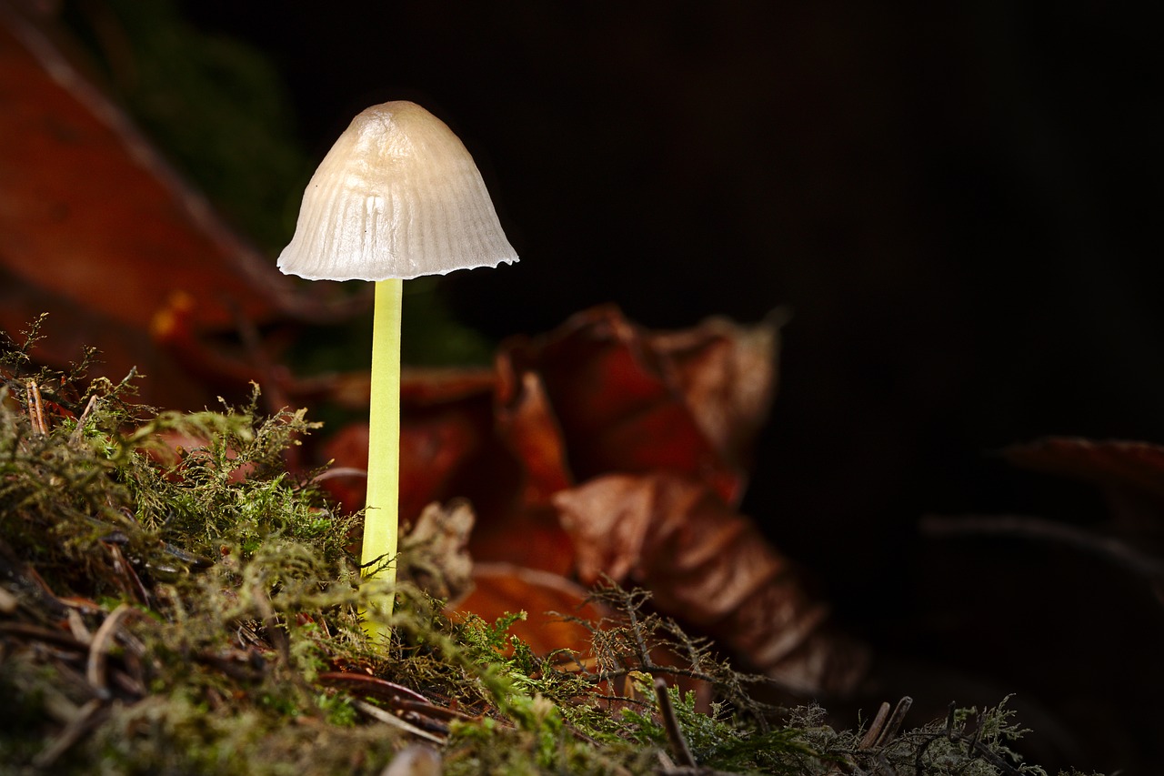 mushroom  autumn  forest free photo