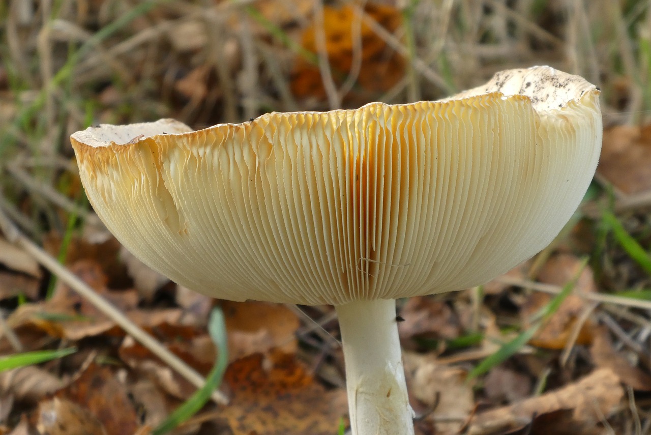 mushroom  slats  hat free photo