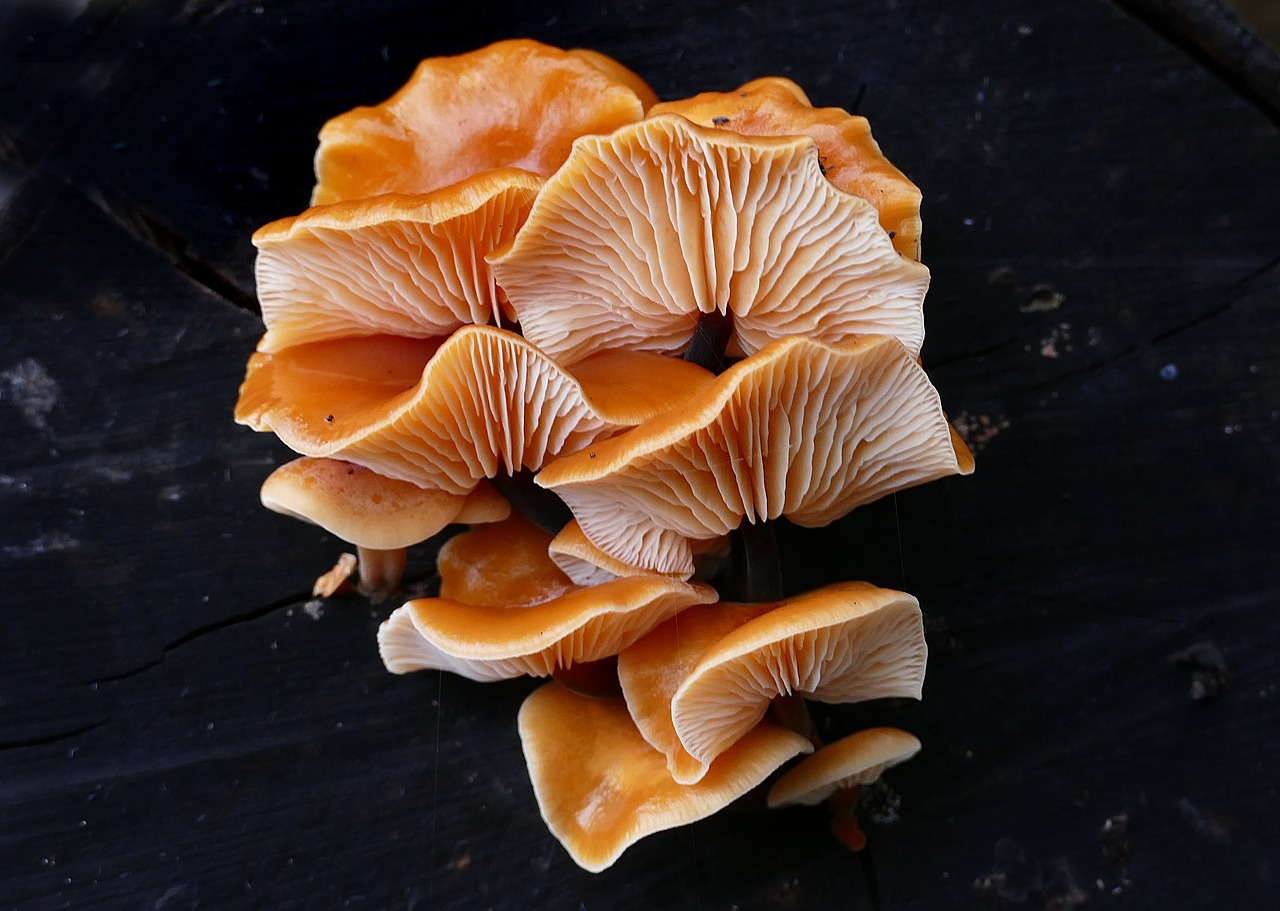 mushroom  close up  flammulina velutipes free photo