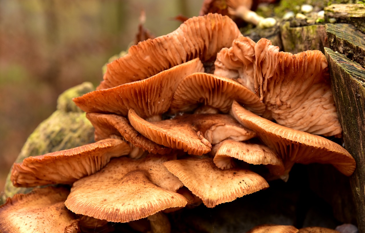 mushroom  tree fungus  lamellar free photo