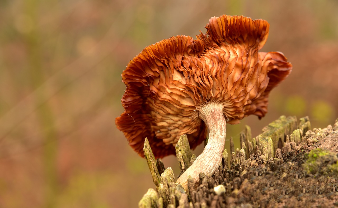 mushroom  tree fungus  lamellar free photo