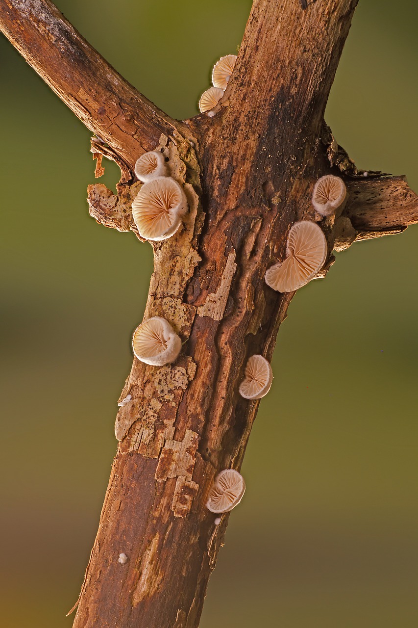 mushroom  wood fungus  small mushroom free photo