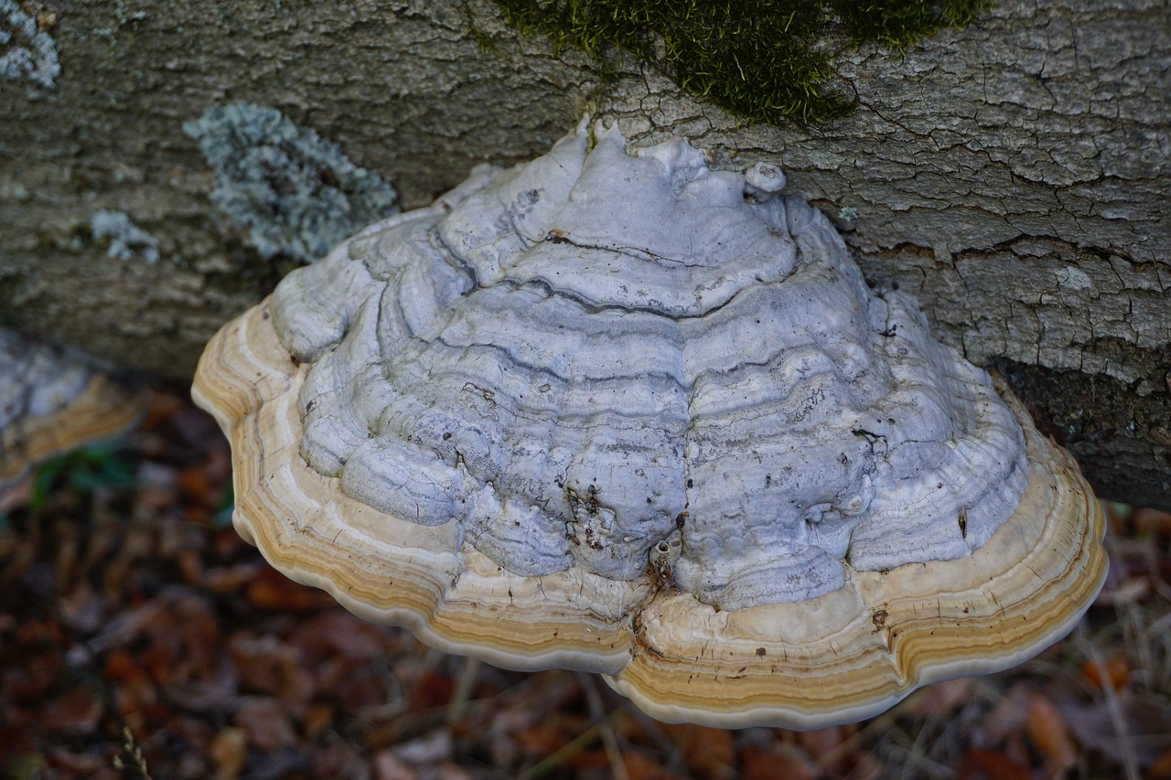 mushroom  tree fungus  forest free photo